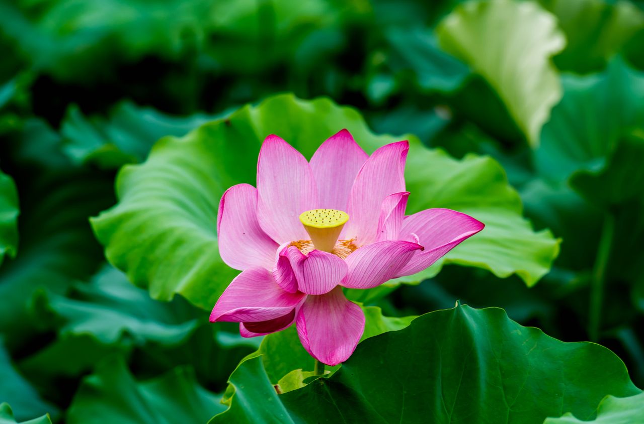 O que é o mindfulness? Uma introdução com sinceridade